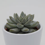 Echeveria Estrela - 6cm