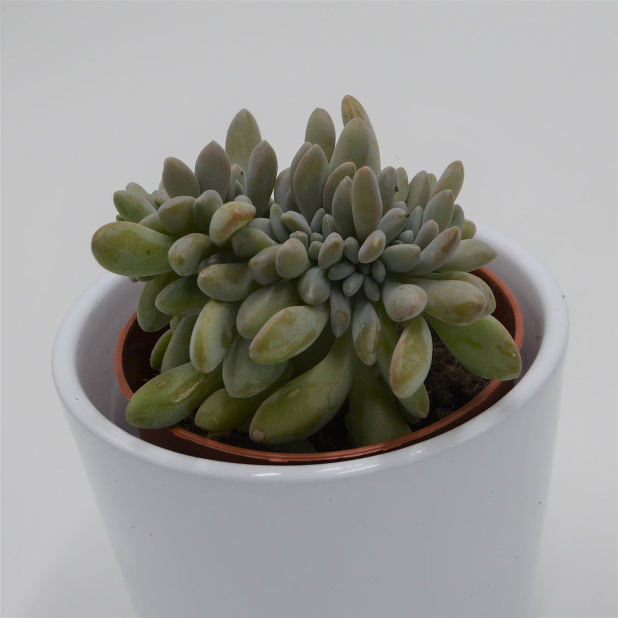 Echeveria Expatriata f. cristata - 8,5cm