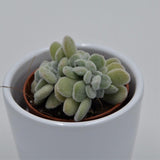 Echeveria pulvinata Frosty f. cristata - 5,5cm