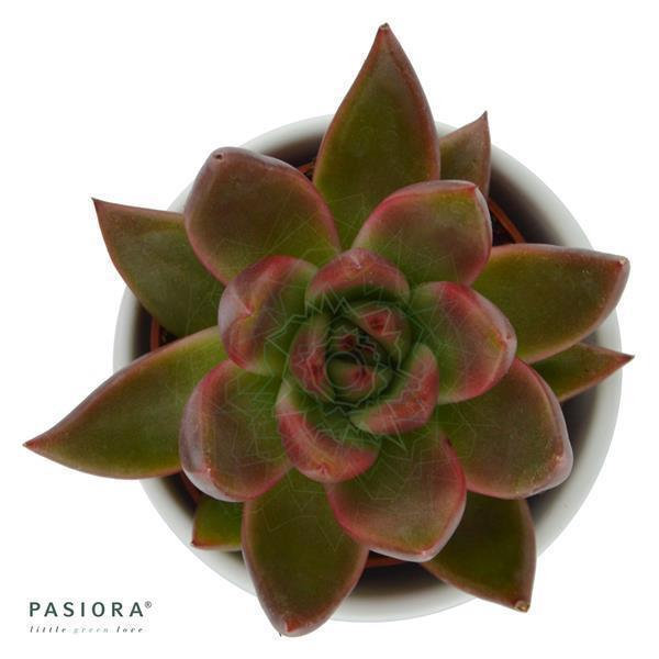 Enchanté Echeveria, 3 Stück