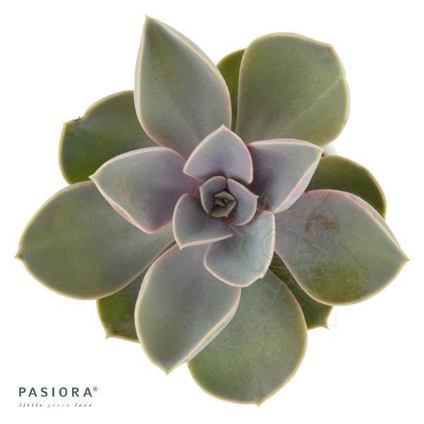 Enchanté Echeveria, 3 Stück
