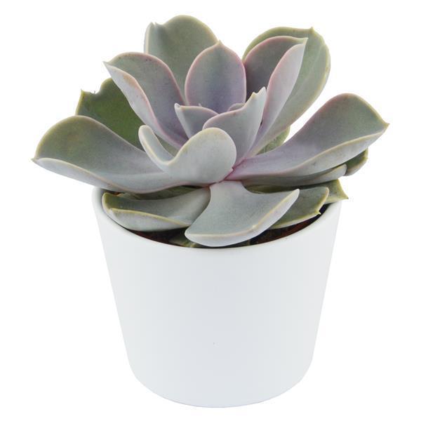 Echeveria Perle von Nürnberg - 6cm
