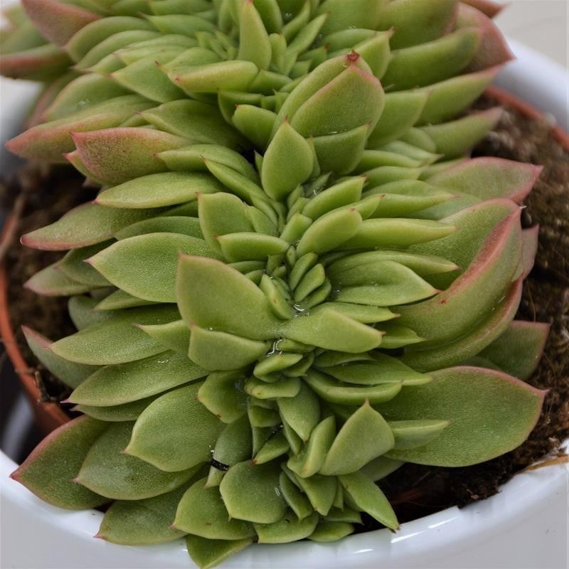 Echeveria gilva Cristata - 8,5cm