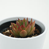 Echeveria Giselle - 9cm