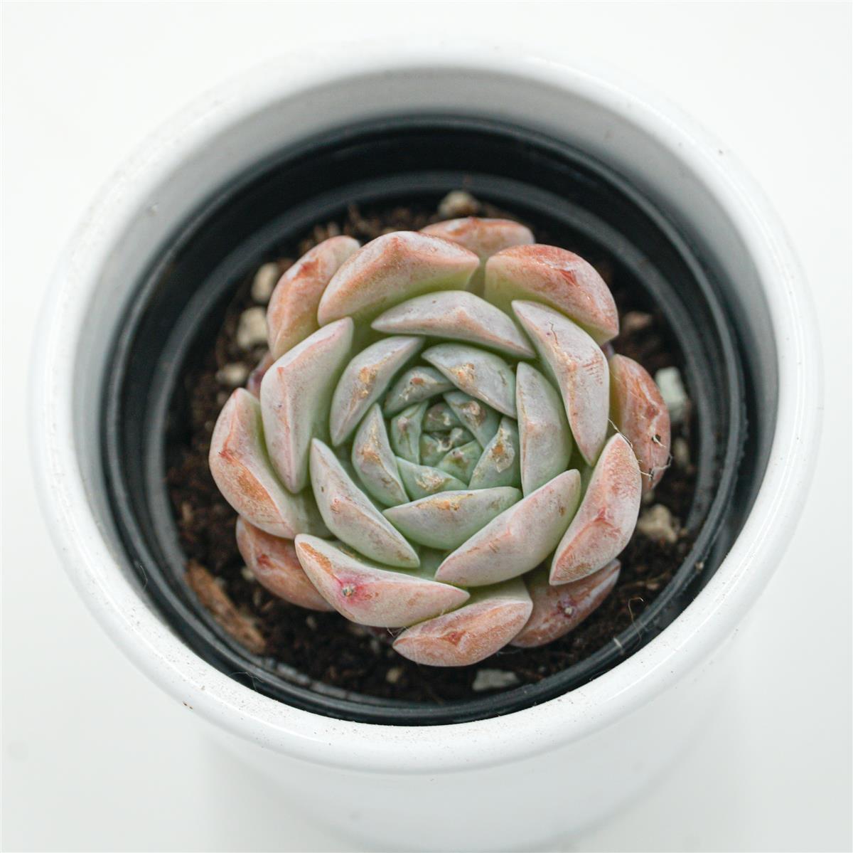Echeveria Grace Surprise - 6cm