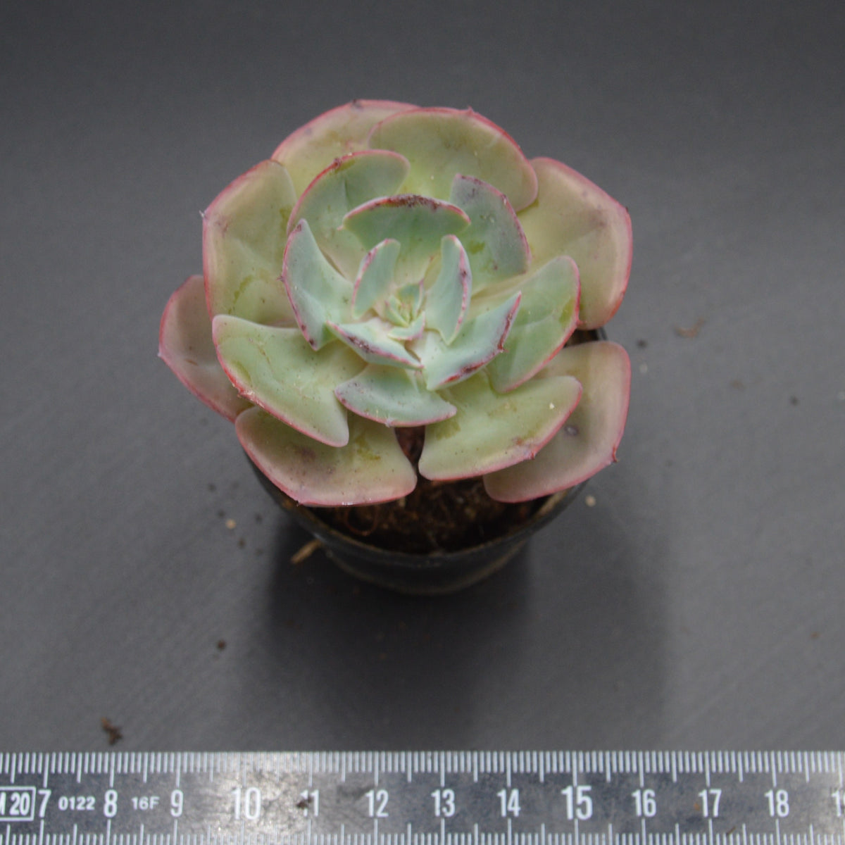 Echeveria Green Pacific