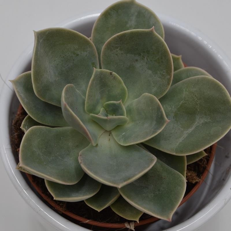 Echeveria Green Pearl - 9cm