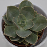Echeveria Green Pearl - 9cm