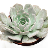 Echeveria Grey Prince - 9cm