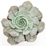 Echeveria Grey Prince - 9cm