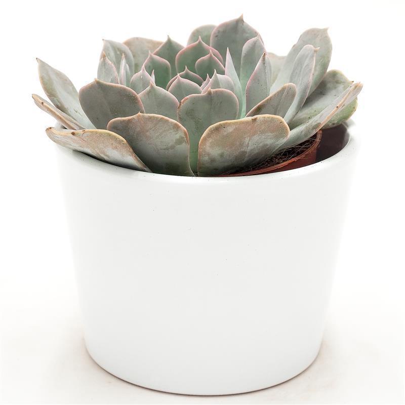 Echeveria Grey Prince - 9cm