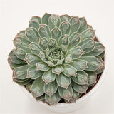 Echeveria Hearts Choice (Gilo x Raindrops) - 10,5cm
