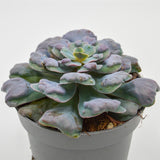 Echeveria Hearts Delight - 13cm