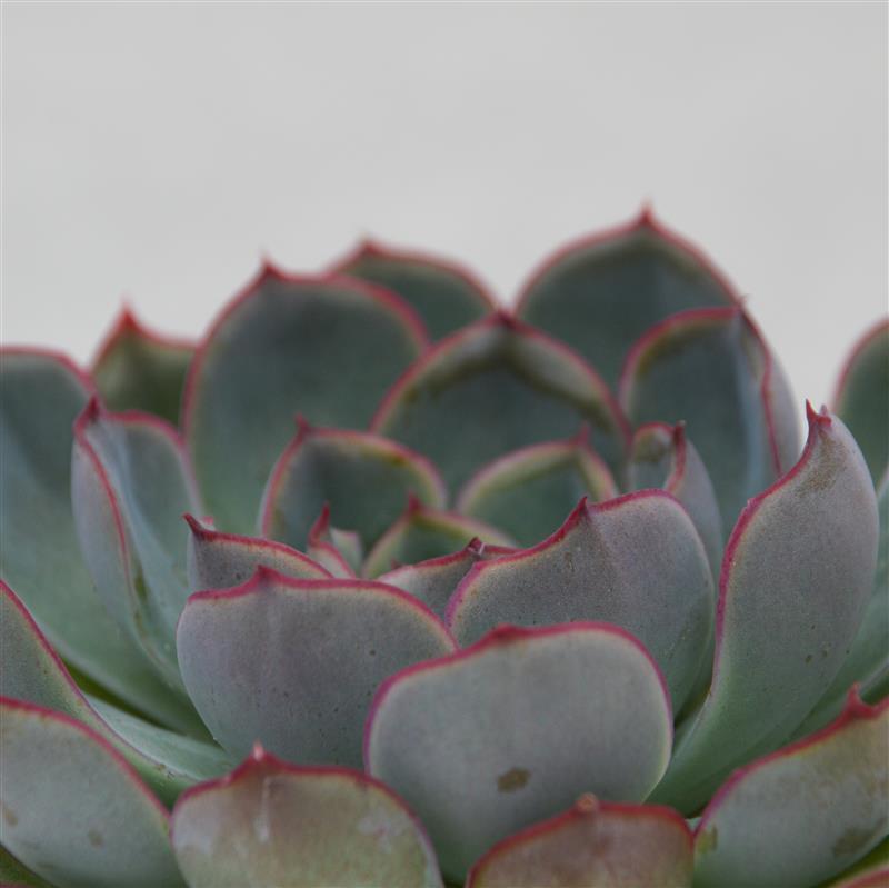 Echeveria Hercules - 8,5cm