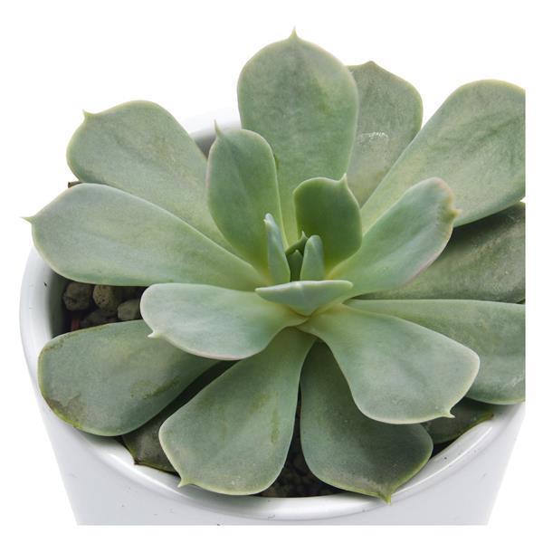 Echeveria Holy Gate - 6cm