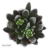 Enchanté Echeveria, 3 Stück