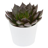 Echeveria Black Prince - 6cm