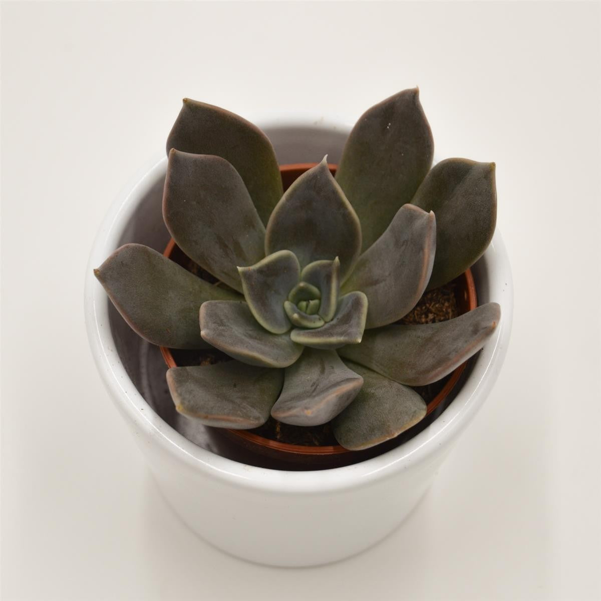 Echeveria Joost - 5,5cm