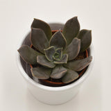 Echeveria Joost - 5,5cm