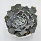 Echeveria Lavender Runes - 8,5cm