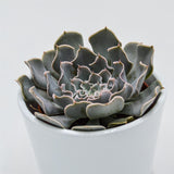 Echeveria Lavender Runes - 8,5cm