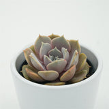 Echeveria Lola f. Purpur - 6cm