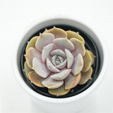 Echeveria Lola f. Purpur - 6cm