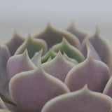 Echeveria Lola - 8,5cm