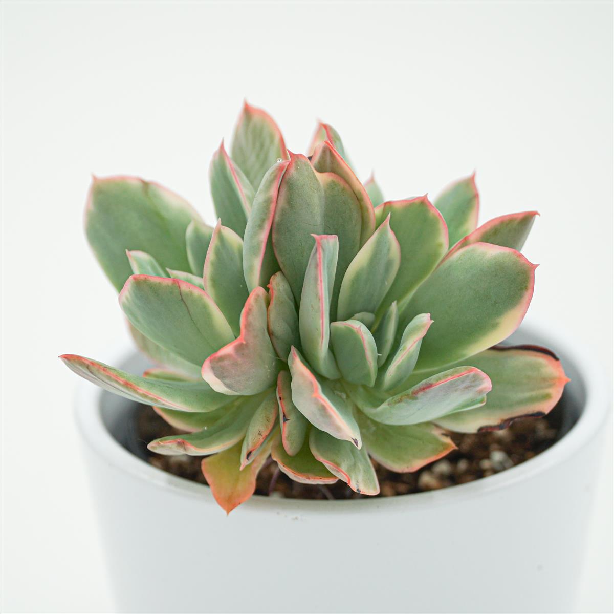Echeveria Luella f. variegata - 9cm