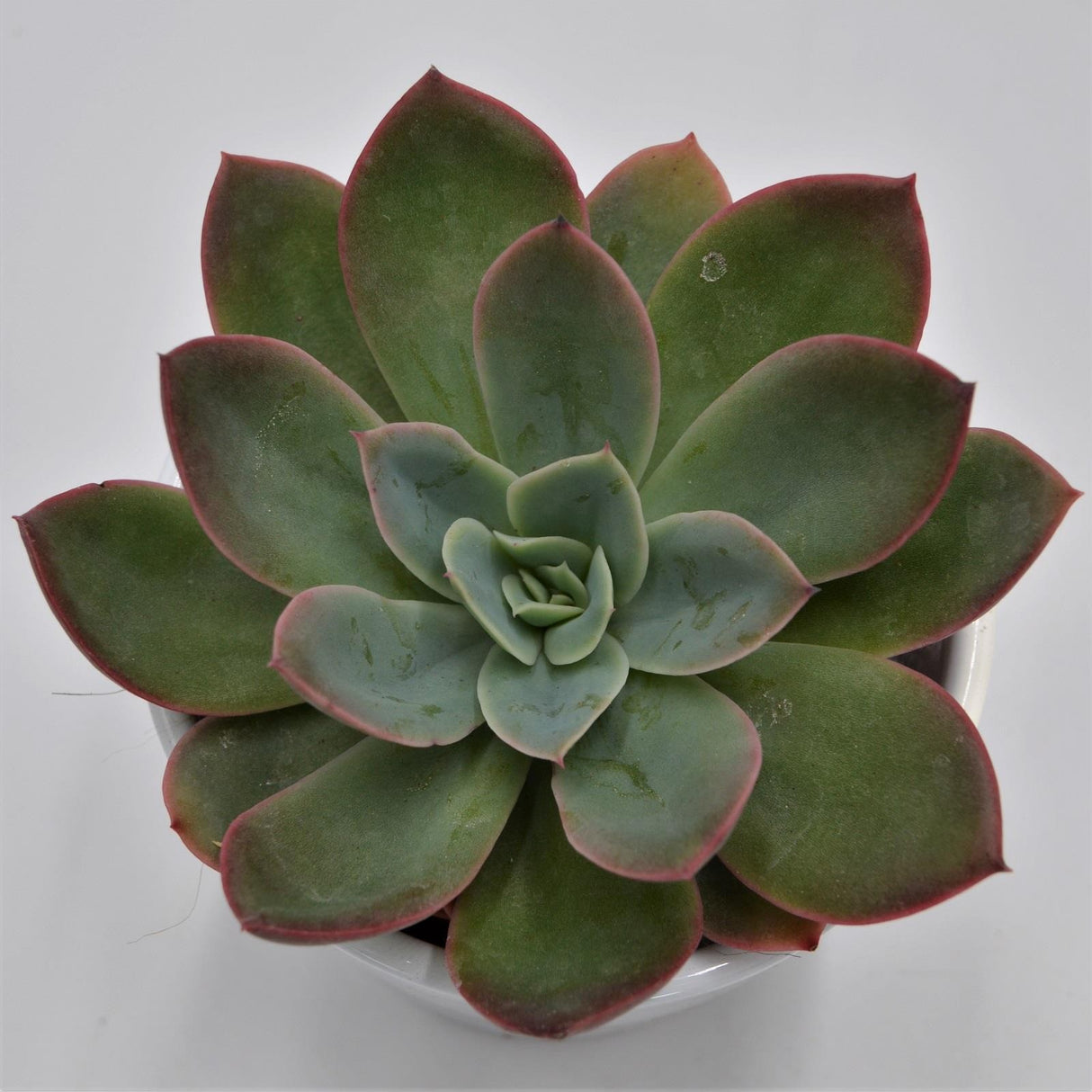 Echeveria Luella - 8,5cm
