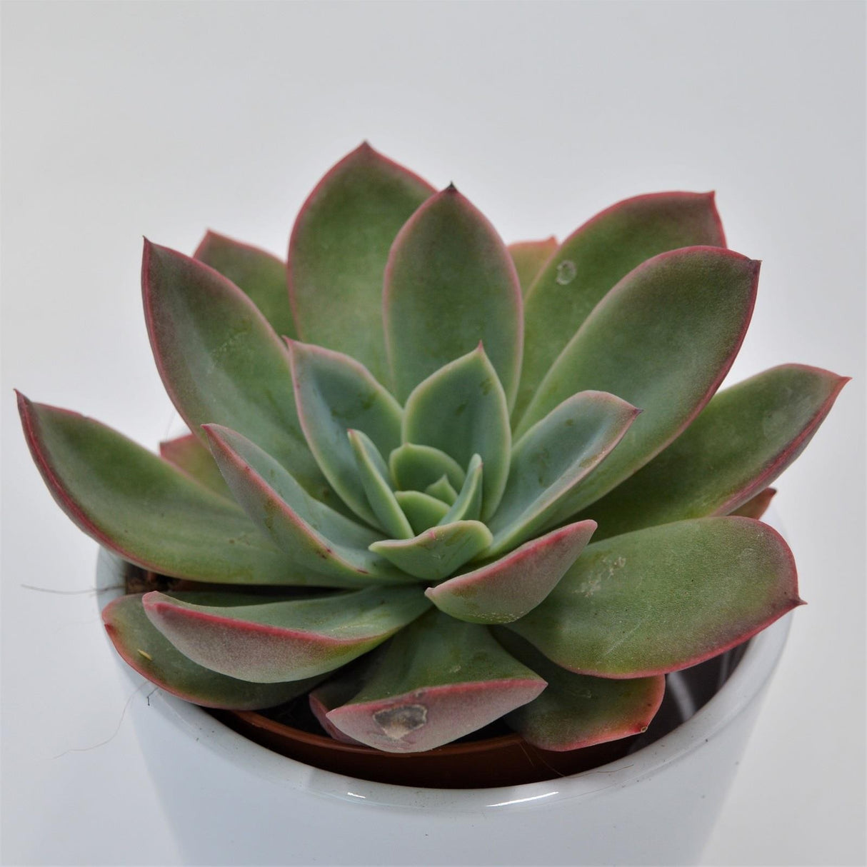 Echeveria Luella - 8,5cm