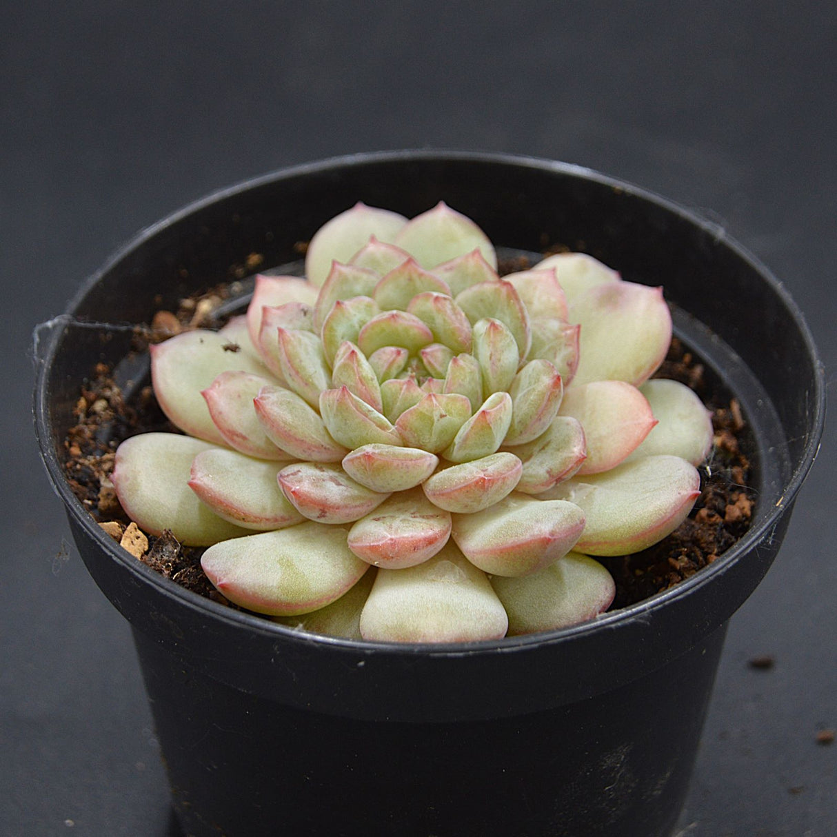 Echeveria Macadamia