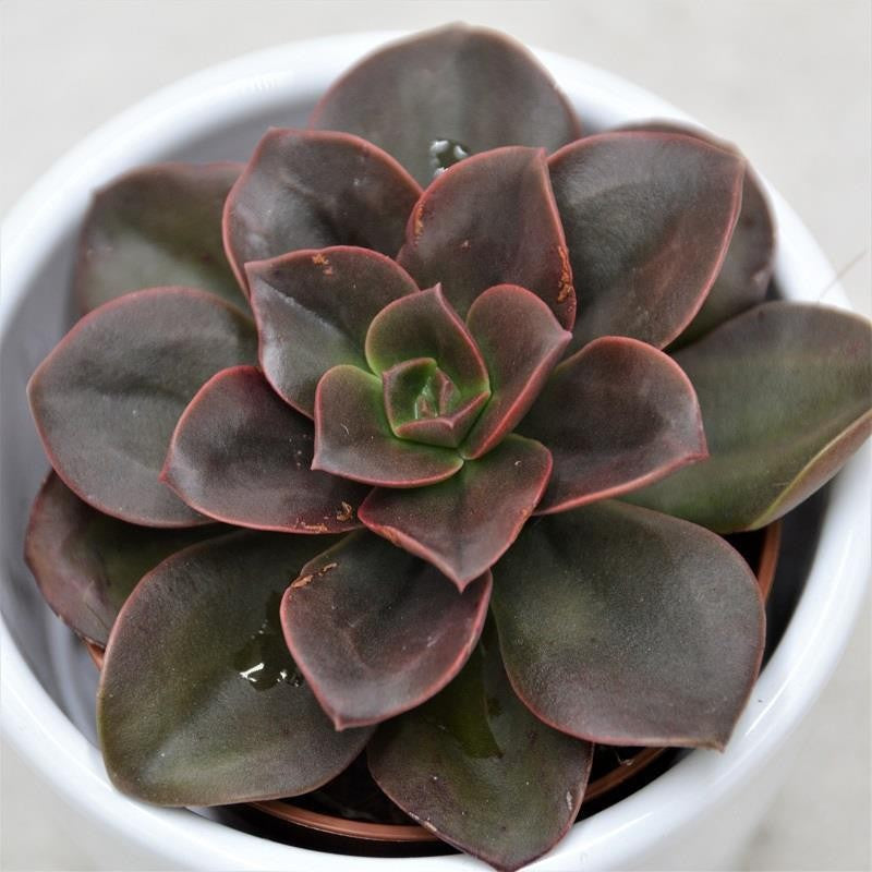 Echeveria Melaco - 5,5cm