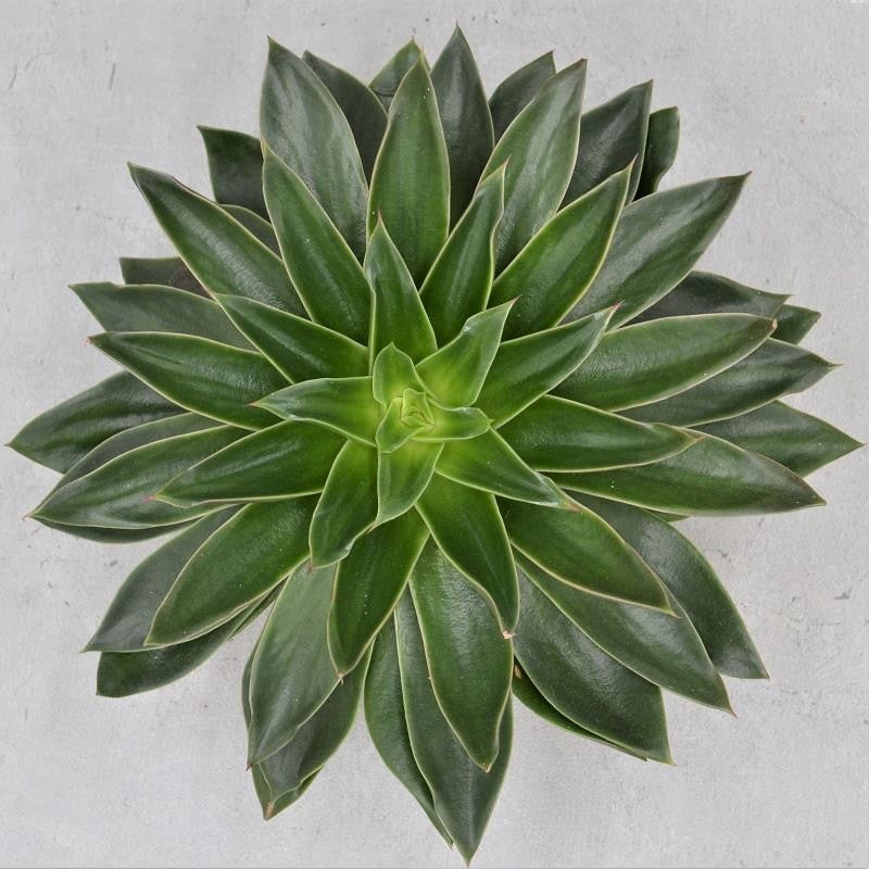 Echeveria Mexicana - 17cm