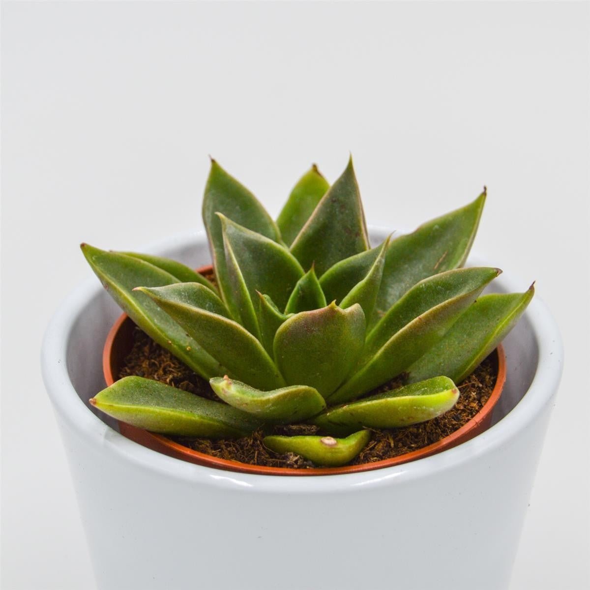 Echeveria Mexicana - 8,5cm