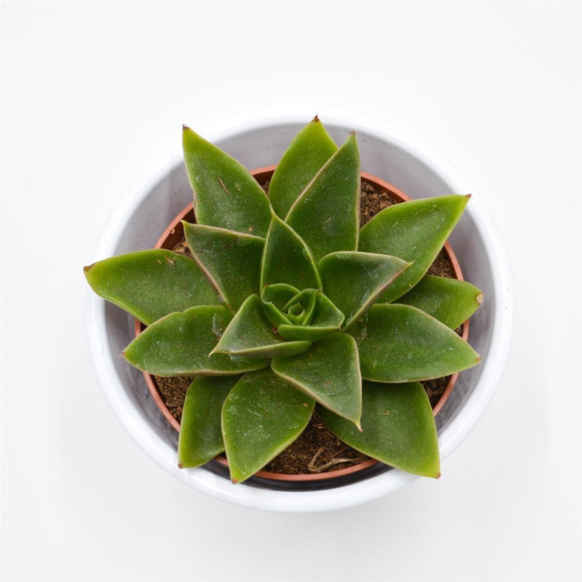 Echeveria Mexicana - 8,5cm