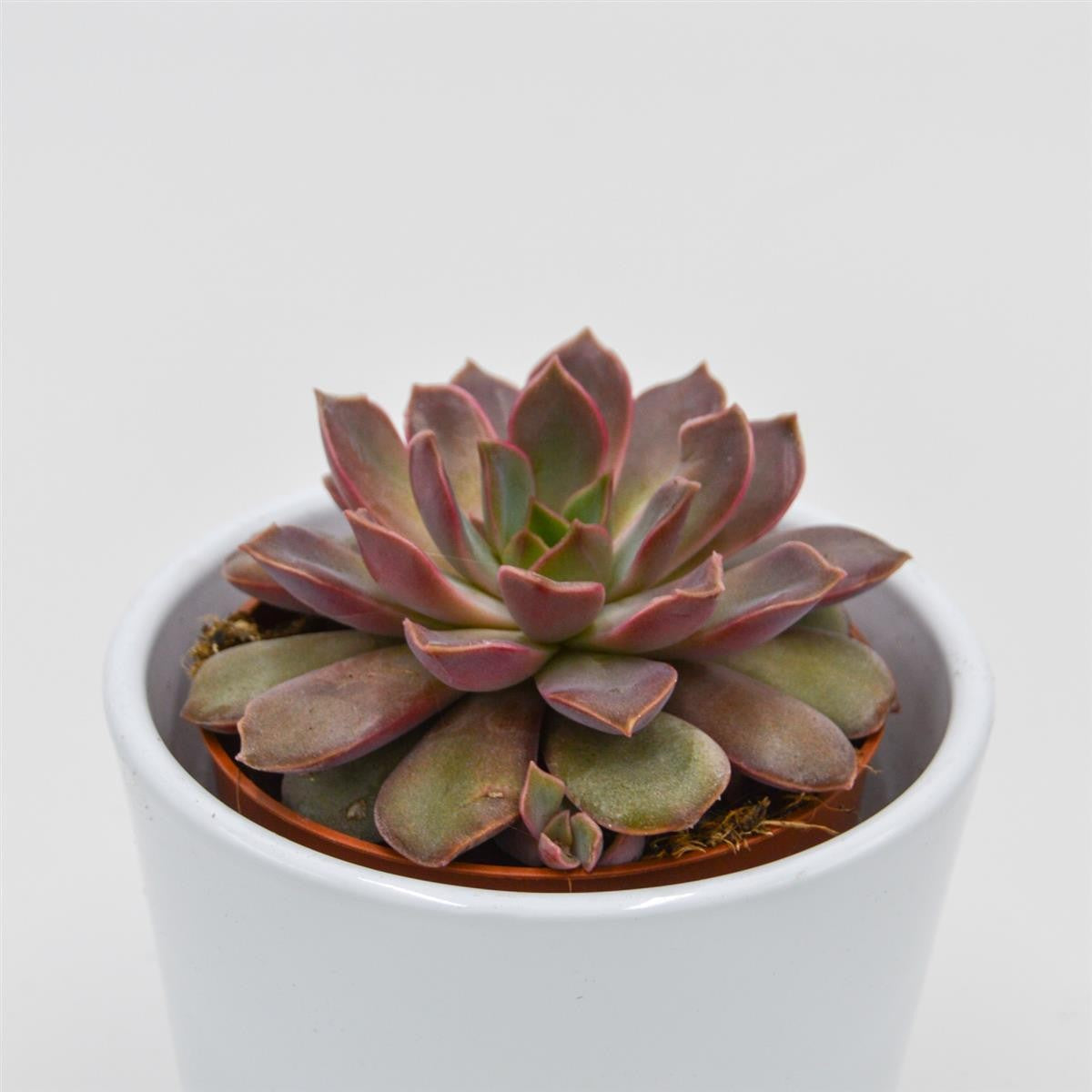 Echeveria Mina - 8,5cm