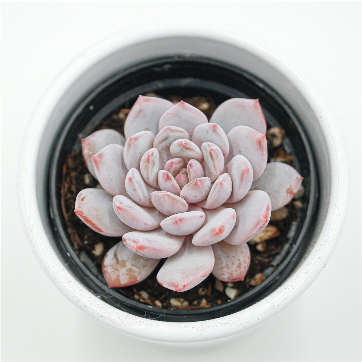 Echeveria Monroe Star Orange - 6cm