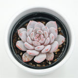 Echeveria Monroe Star Orange - 6cm