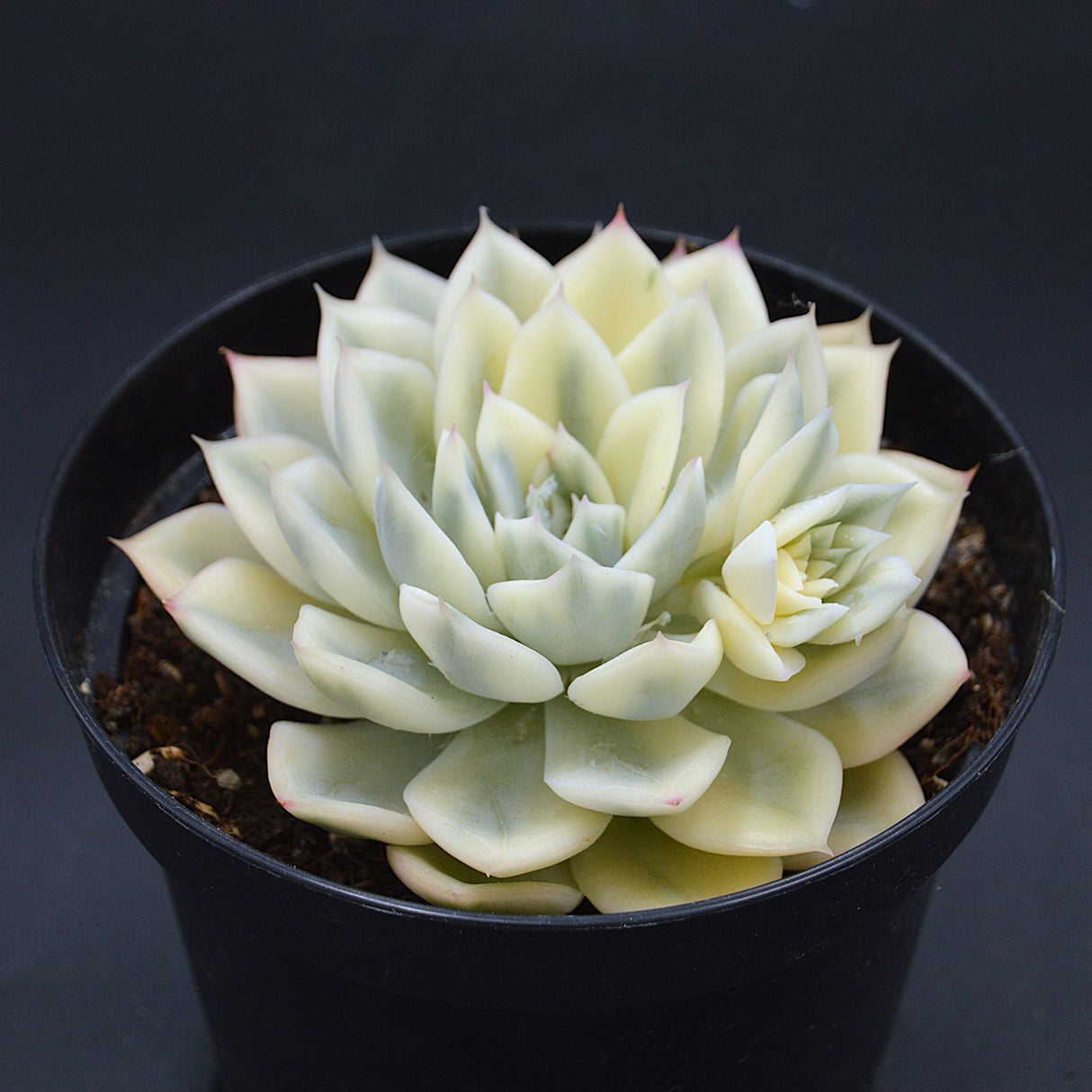 Echeveria Moon Fairy f. variegata