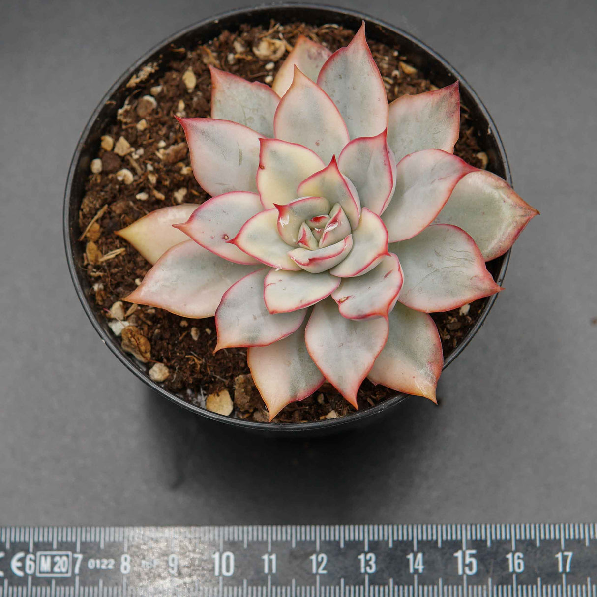 Echeveria Moon Goddess f. variegata
