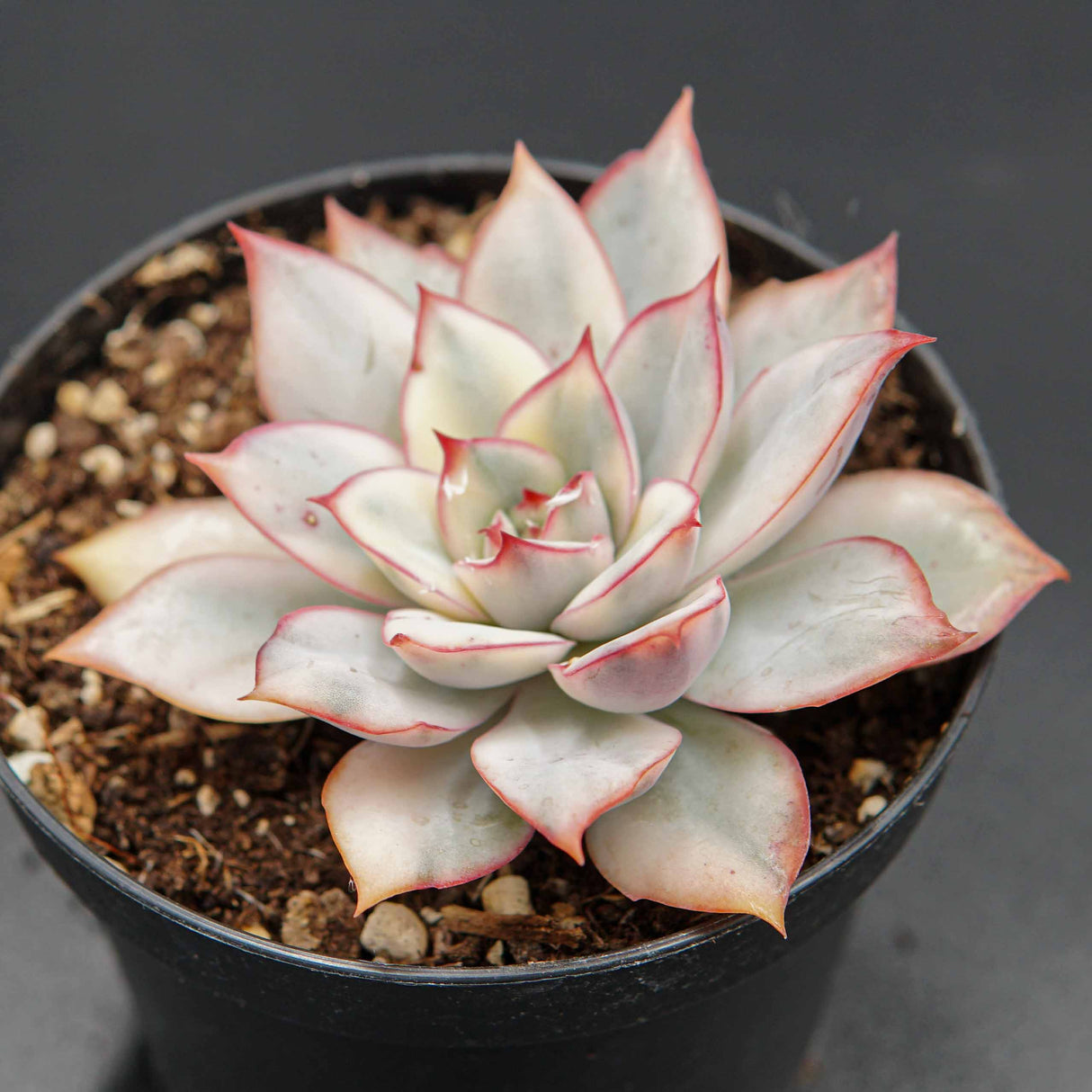 Echeveria Moon Goddess f. variegata