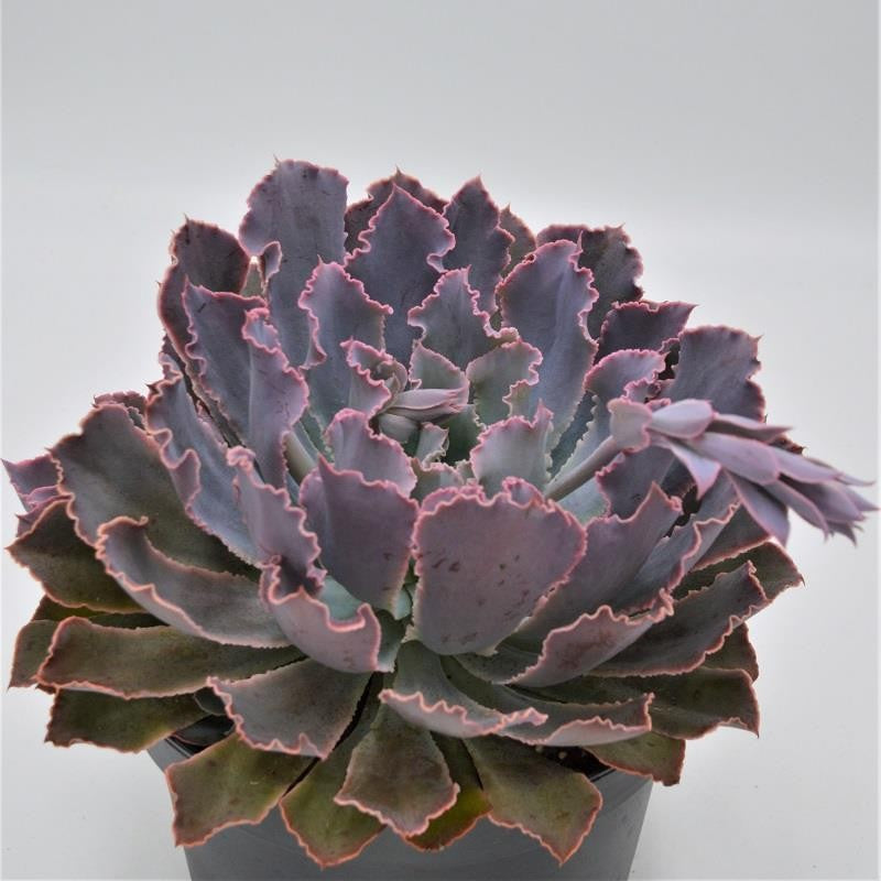 Echeveria Neon Breaker - 18cm