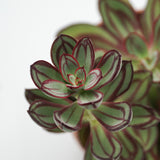 Echeveria nodulosa - 14cm