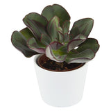 Enchanté Echeveria, 10 Stück