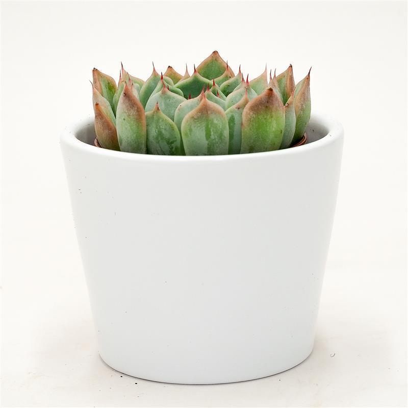 Echeveria Norma - 5,5cm