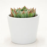 Echeveria Norma - 5,5cm