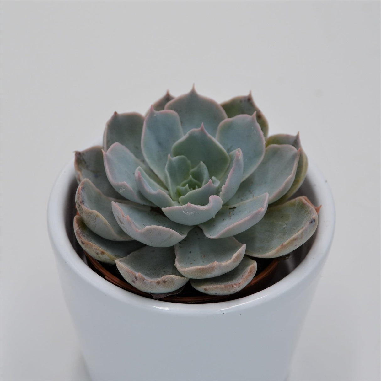 Echeveria peacockii - 5,5cm
