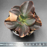 Echeveria Primadonna f. variegata 2