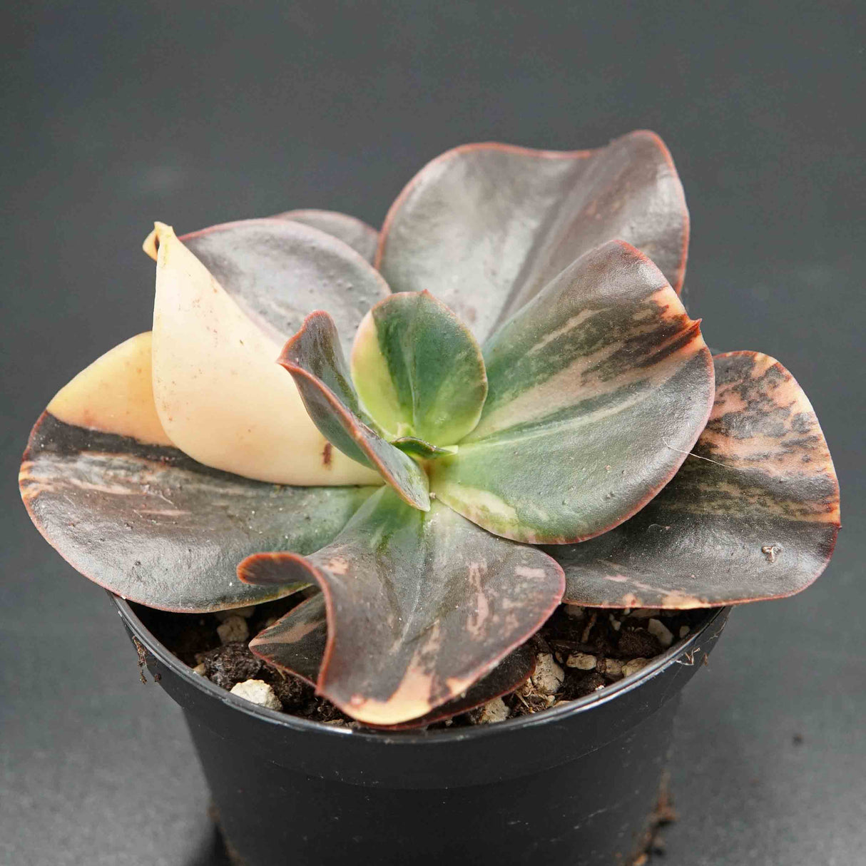 Echeveria Primadonna f. variegata 2